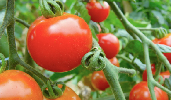 トマト（周年栽培）